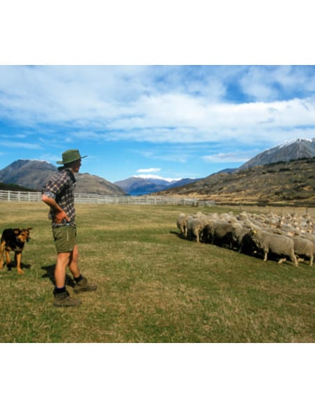 Cozy touch gloves made of high quality Smartwool sheep's wool